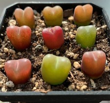 Conophytum maughanii rare for sale  BEXHILL-ON-SEA