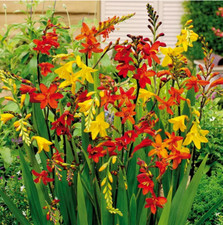 Crocosmia mixed bulbs for sale  MELTON MOWBRAY