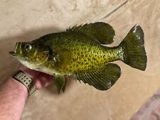 Big crappie skin for sale  Burlington