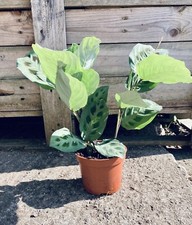 Maranta kerchoveana rabbits for sale  ASHBOURNE