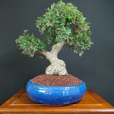 Bonsai olmo campestre usato  San Pancrazio Salentino