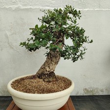 Pre bonsai esemplare usato  San Pancrazio Salentino