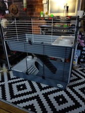 Double guinea pig for sale  WOLVERHAMPTON
