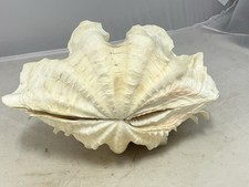 giant clam shell for sale giant clam shell for sale Sacramento