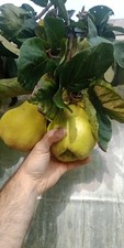 Quince cuttings champion d'occasion  Landerneau