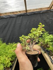Lilliput dwarf jade for sale  Wallkill