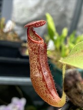 Nepenthes glandulifera seed for sale  WOKING