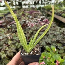 Variegated aloe vera for sale  Spartansburg