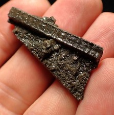 crinoid fossils for sale  BRISTOL