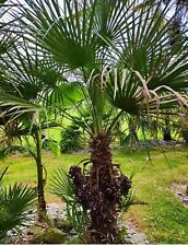 Plants chamaerops humilis d'occasion  Lécousse