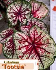 Authentic caladium tootsie d'occasion  Expédié en Belgium