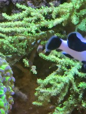 Green leather coral for sale  LONDON