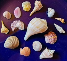Muschelsammlung vom mexikanisc gebraucht kaufen Muschelsammlung vom mexikanisc gebraucht kaufen  Deutschland