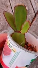 Easter cactus orange for sale  CAMBRIDGE