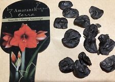 Amaryllis orange souvereign for sale  ALDERSHOT
