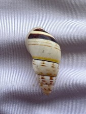 CARACOL TERRESTRE, CONCHA, Amphidromus SP 24,3mm #8841 comprar usado CARACOL TERRESTRE, CONCHA, Amphidromus SP 24,3mm #8841 comprar usado  Enviando para Brazil