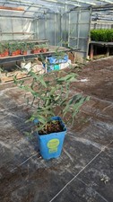 Eucalyptus viminalis der gebraucht kaufen  Bad Rappenau