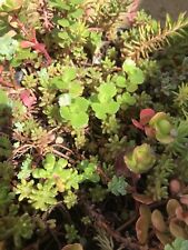 Beautiful sedum cuttings for sale  WOLVERHAMPTON
