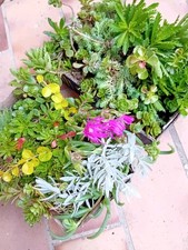 steingartenpflanzen gebraucht kaufen steingartenpflanzen gebraucht kaufen Bönnigheim