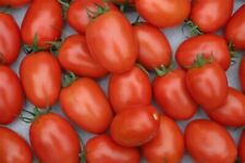 Roma tomato seeds for sale  Southaven