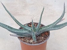 Gasteria carinata var. d'occasion  Laroque-Timbaut