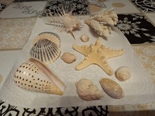 Konvolut rezenter muscheln gebraucht kaufen  Xanten