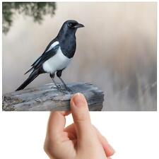 Magpie bird crow for sale  SELBY
