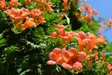 Graines jasmin virginie d'occasion  Clermont-Ferrand-