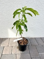 Sunrise mango tree for sale  Winter Garden