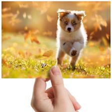 Australian shepherd dog for sale  SELBY