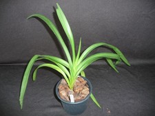 Vanda tricolor var gebraucht kaufen  Deutschland