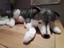 Ellie husky wolf for sale  ABERDEEN