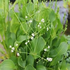 Alisma plantago aquaticum for sale  GLASGOW