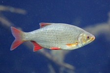 Köderfische gefroren rotaugen gebraucht kaufen  Aholfing