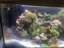 Complete marine reef for sale  MANCHESTER