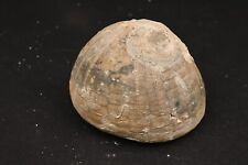 echinocorys d'occasion echinocorys d'occasion Forcalquier