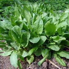 Sorrel seeds 300 for sale  Berwyn