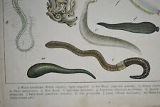 Worms vintage print for sale  BARTON-UPON-HUMBER