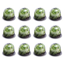 Cloche salades x12 d'occasion  France