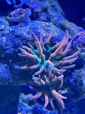 Medium rainbow bubble for sale  PORTSMOUTH