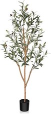 Olive tree 150cm for sale  SALFORD