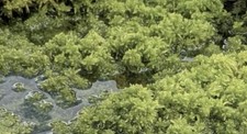 Sphagnum torfmoos lebend gebraucht kaufen  Eisfeld