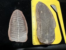 Fern fossil western for sale  Terre Haute