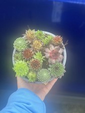 Sempervivum mix bare for sale  WARRINGTON
