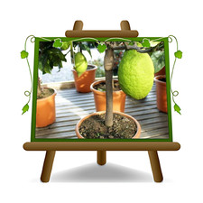 Agrumi cedro citrus usato  Bettona
