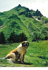 Usado, "Dog. Le Socouriste du Sancy" Modern French    photo postcard 1970s comprar usado  Enviando para Brazil
