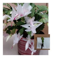 White christmas cactus for sale  ILFORD