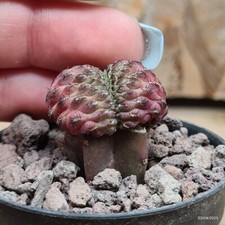 Sulcorebutia rauschii crestata usato  Trevi