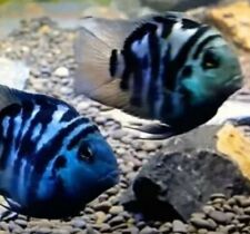 Two polar blue for sale  Miami