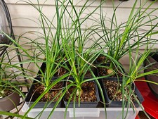 Ponytail palm plant for sale  Mohnton